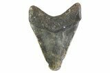 Fossil Megalodon Tooth - North Carolina #373160-1